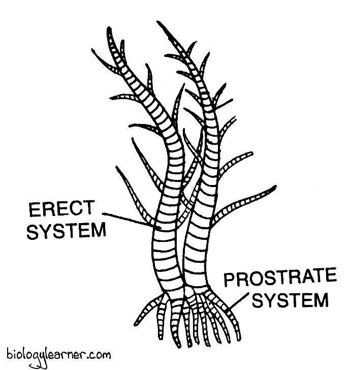 What Is Meant By Filamentous In Biology at Robin Chronister blog