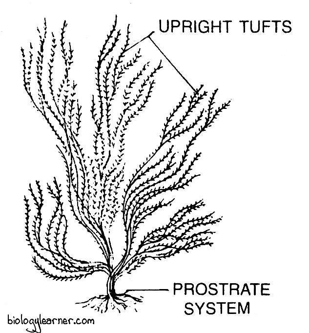 Thallus structure of Ectocarpus with prostrate and erect filaments
