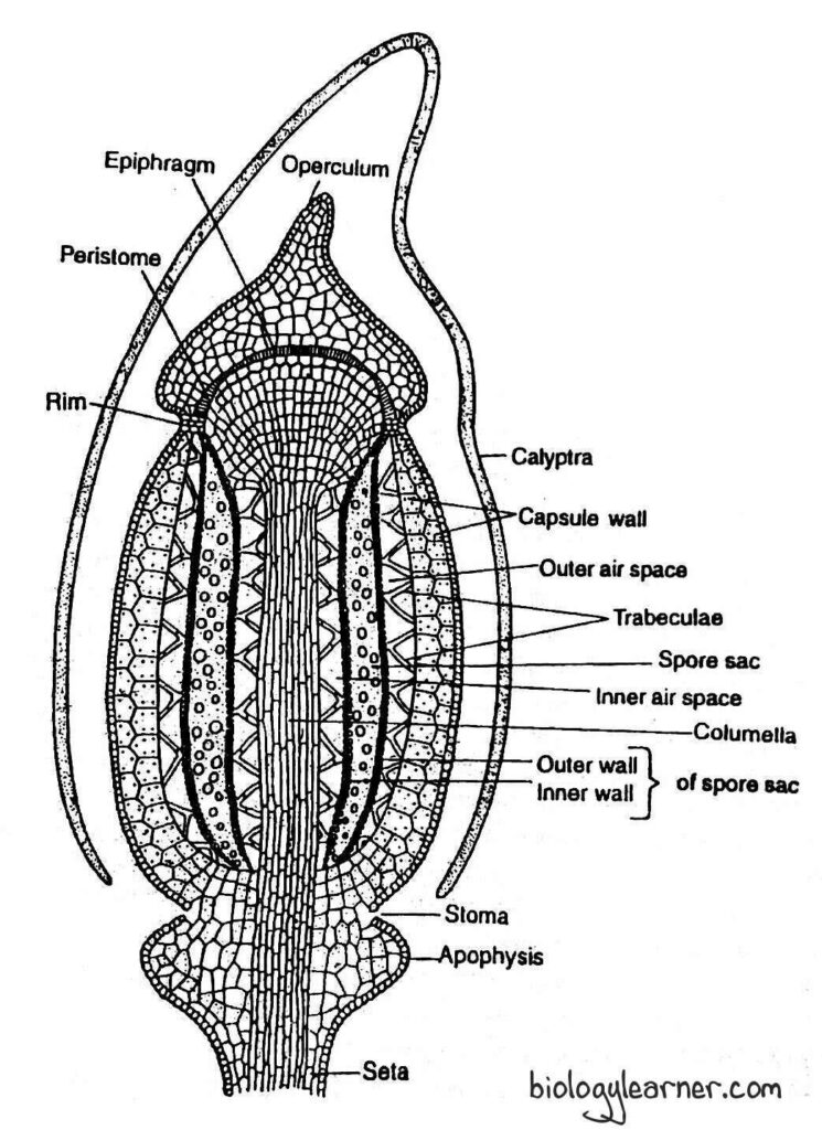 Structure of capsule of Polytrichum