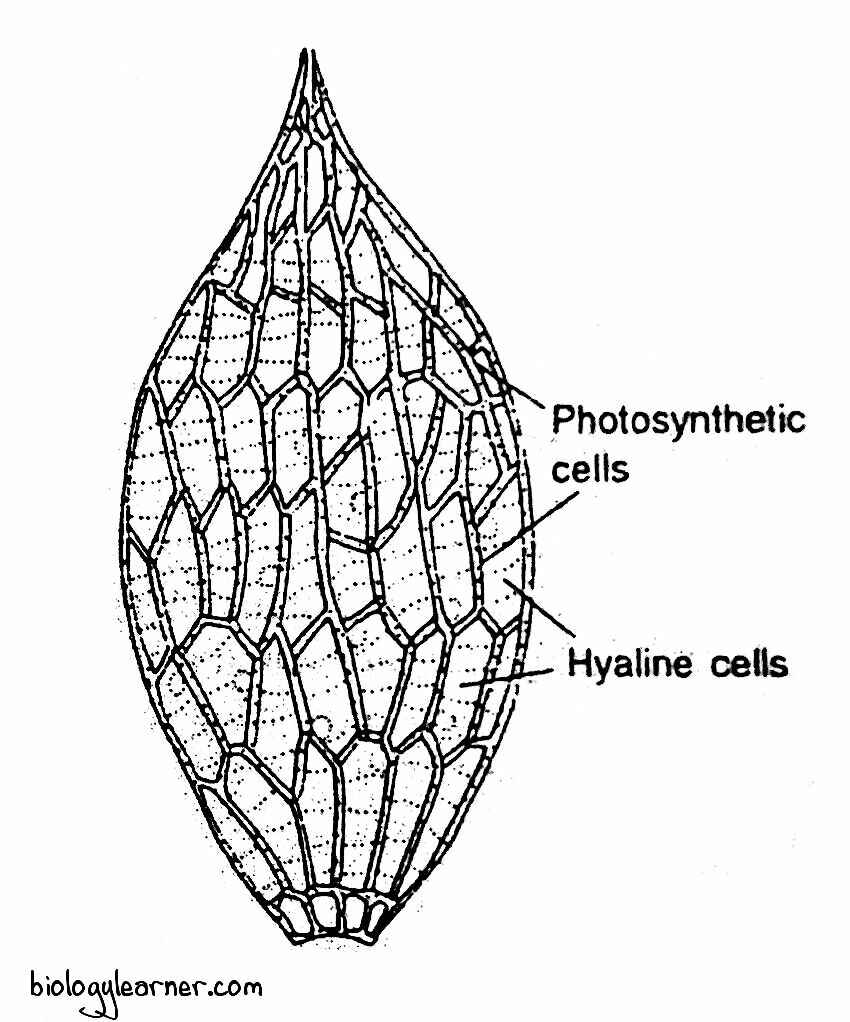 Structure of Sphagnum leaf