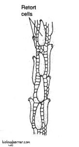 Sphagnum: Distribution, Structure, Reproduction