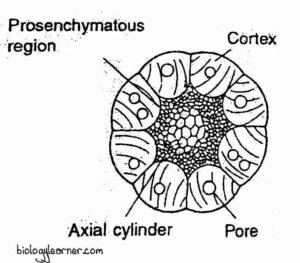 Sphagnum: Distribution, Structure, Reproduction