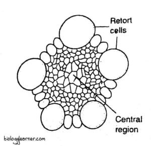 Sphagnum: Distribution, Structure, Reproduction