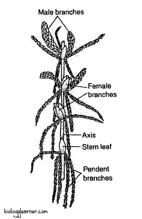 Gametophore with male and female branches