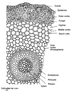 Psilotum: Distribution, Structure, Reproduction