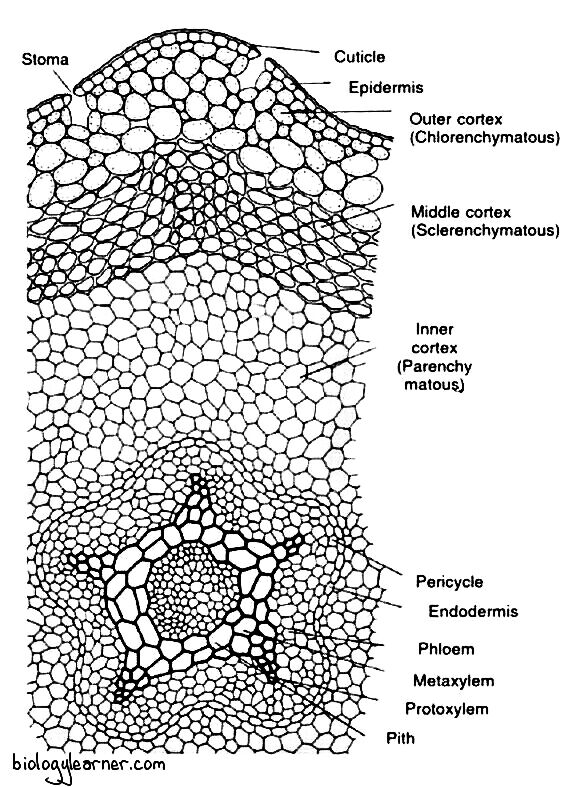 Internal structure of stem in Psilotum. T.S. of stem showing stelar region