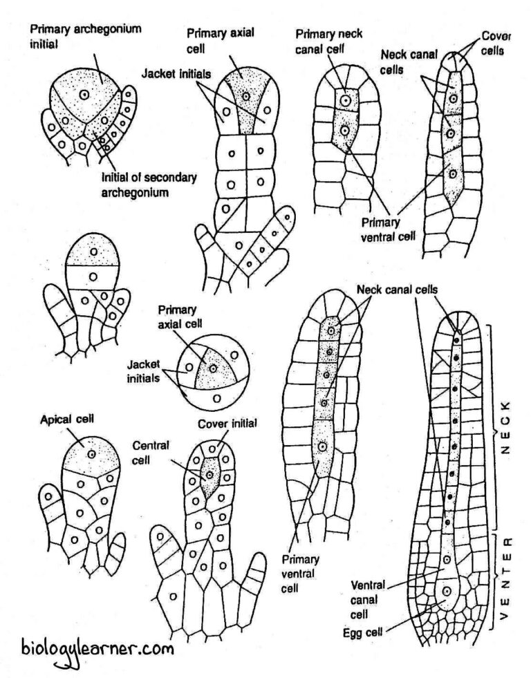 Sphagnum Distribution, Structure, Reproduction
