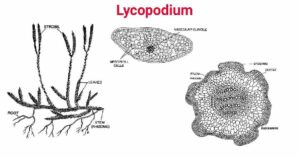 Lycopodium