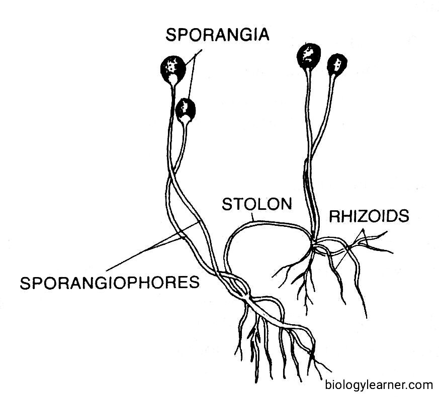 Structure of Rhizopus