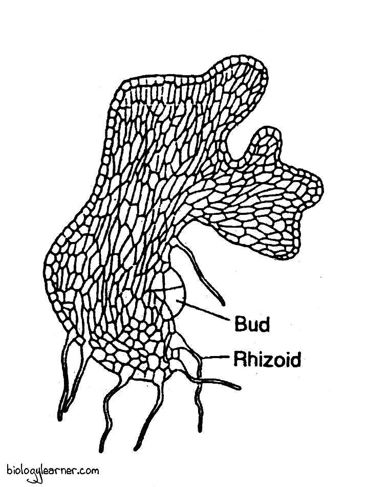 A thallus-like protonema bearing buds and rhizoids
