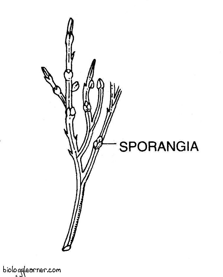 Branches bearing trilobed sporangia