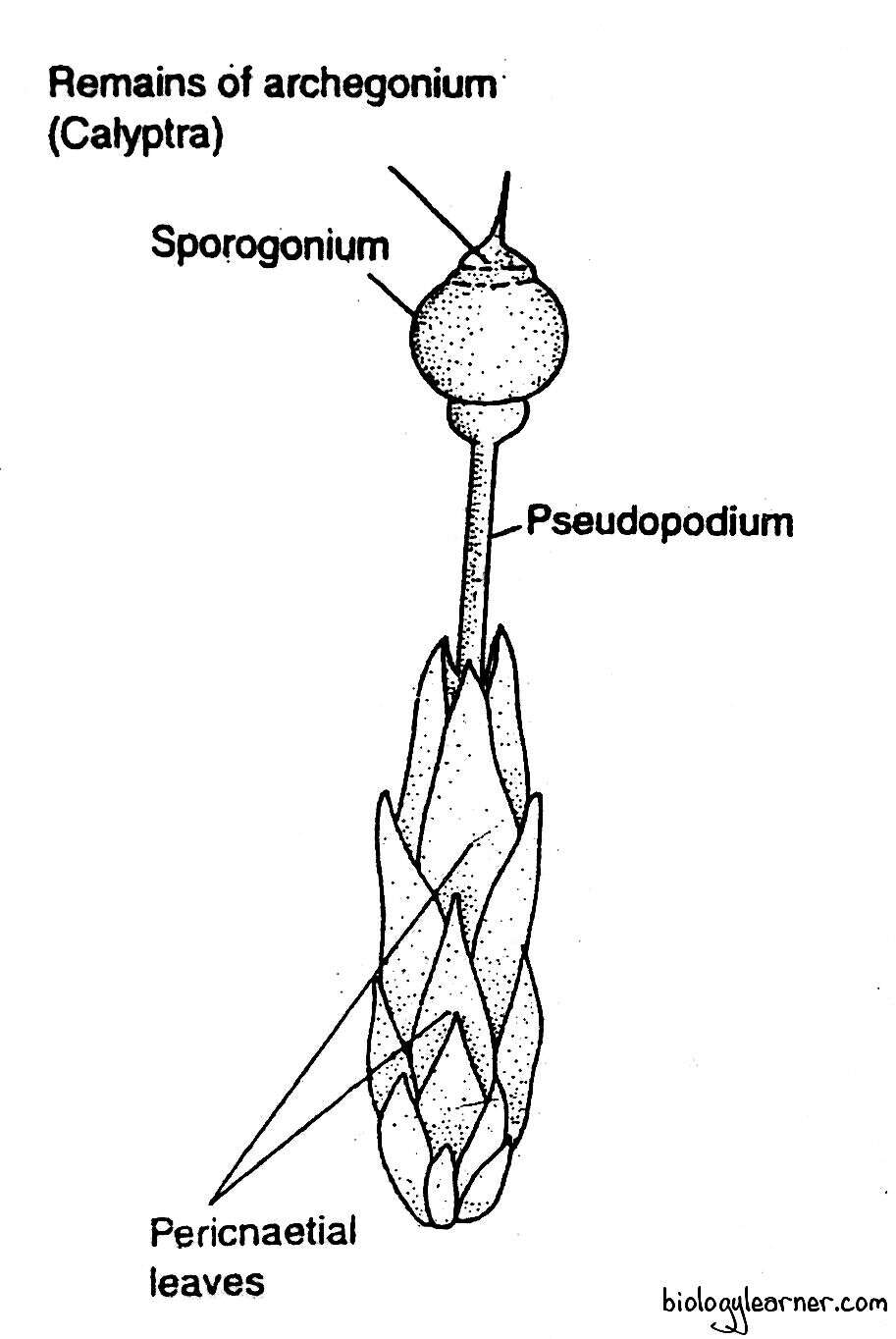 sphagnum-distribution-structure-reproduction