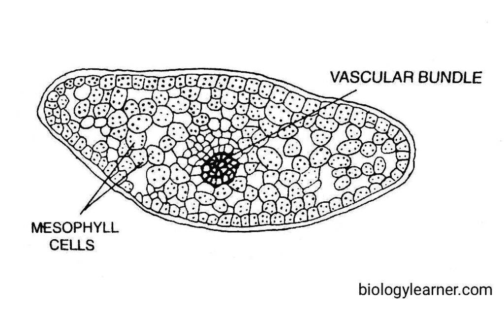 Anatomy of leaf in Lycopodium, internal structure of leaf