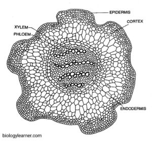 Lycopodium: Distribution, Structure, Reproduction