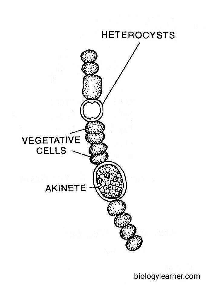 Anabaena: Features, Occurrence, Structure, Reproduction