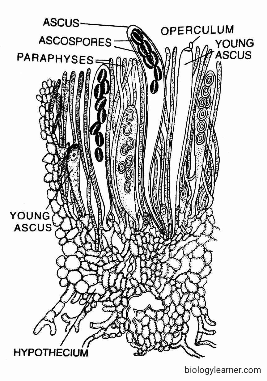 Ascobolus: Occurrence, Structure, Reproduction