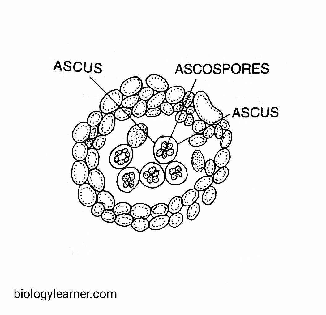 Aspergillus Occurrence, Structure, Reproduction