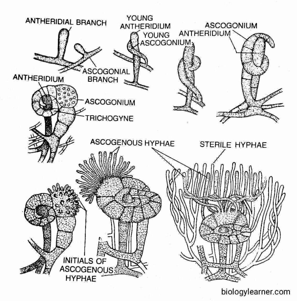 Development of sex organs in Ascobolus