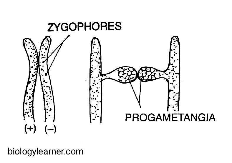 Progametangia formation during sexual reproduction