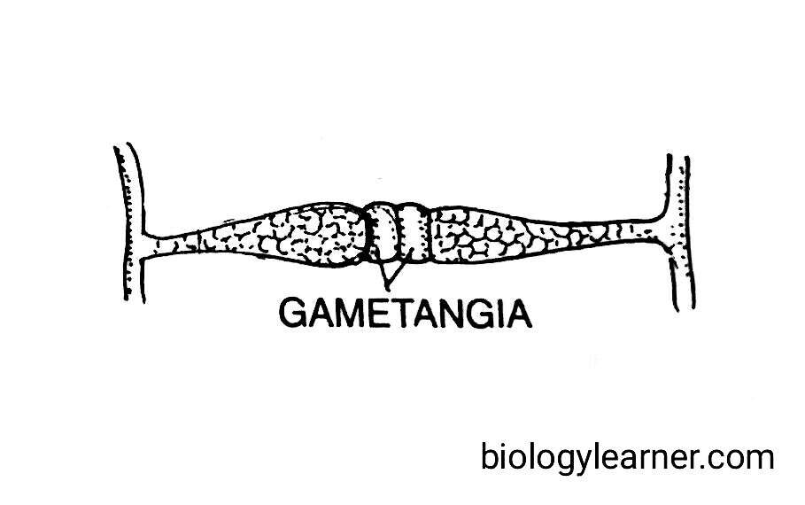Gametangia in Rhizopus