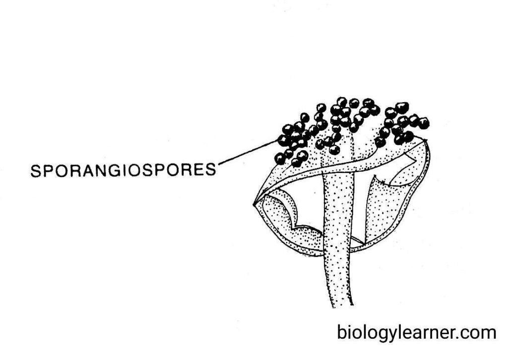 Dehiscence of spores