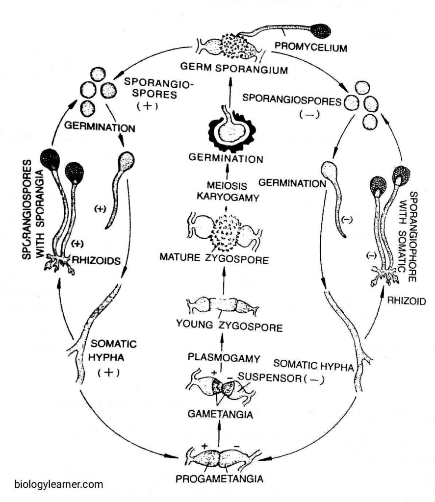 Life cycle of Rhizopus