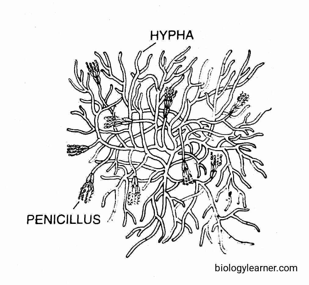 Mycelium of Penicillium