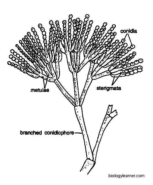 penicillium chrysogenum diagram