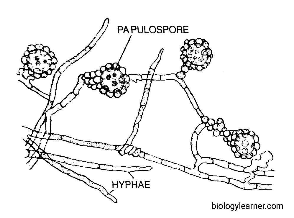 Structure of Ascobolus