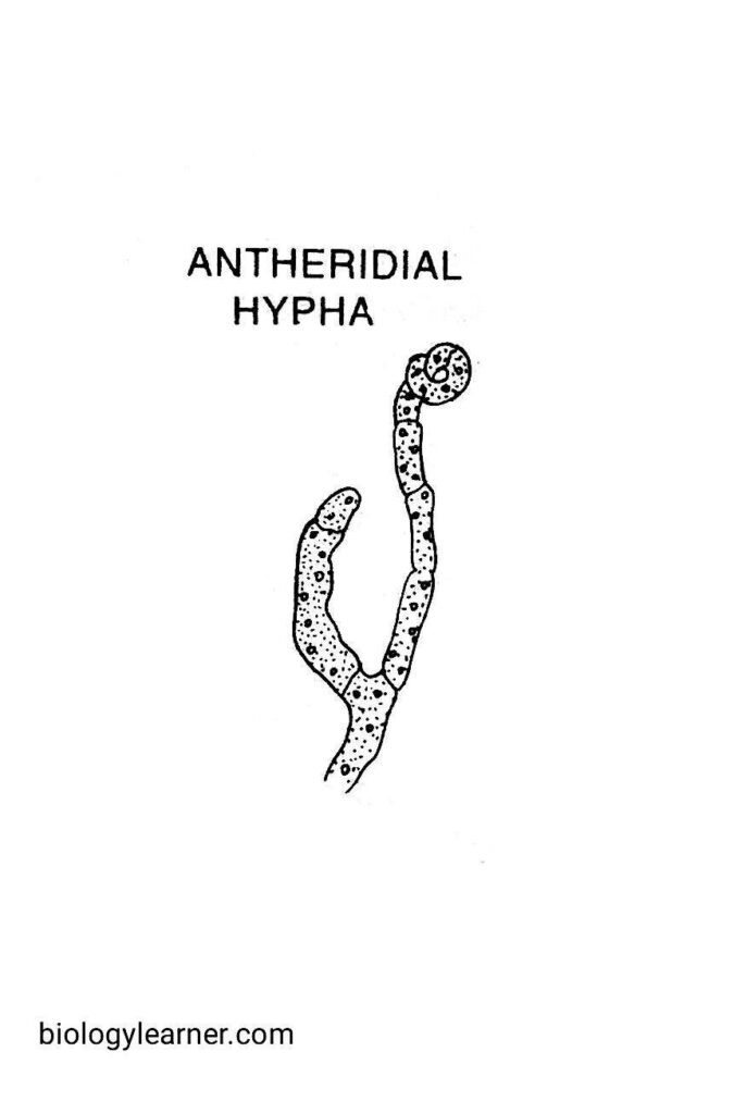 Antheridium in Aspergillus