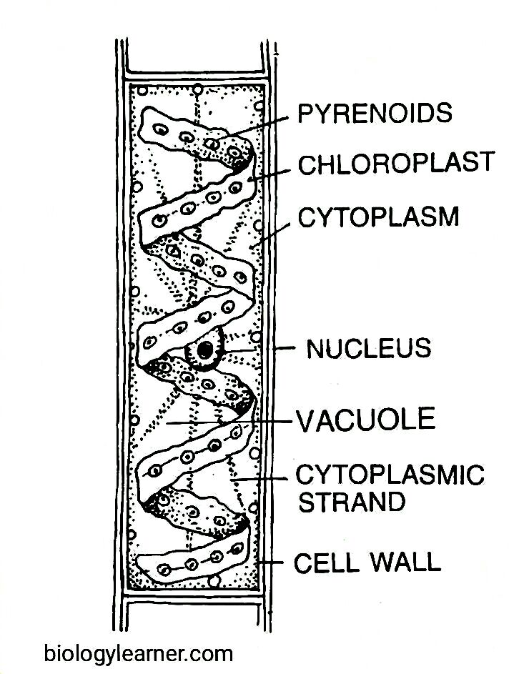 Diagram of Spirogyra