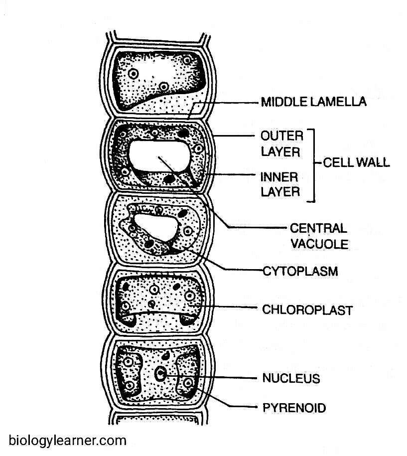Structure of cell in Ulothrix