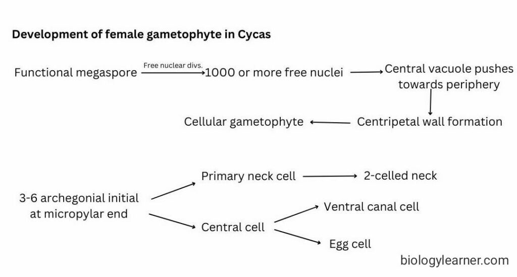 Different stages in development of female gametophyte in Cycas in word diagram