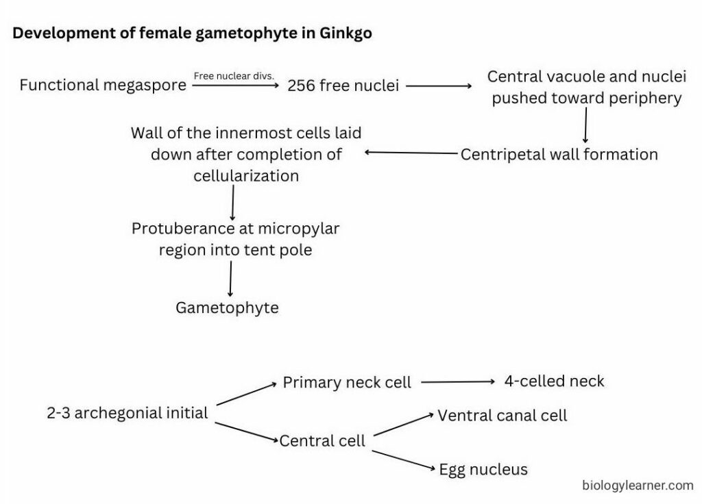 Different stages in development of female gametophyte in Ginkgo in word diagram