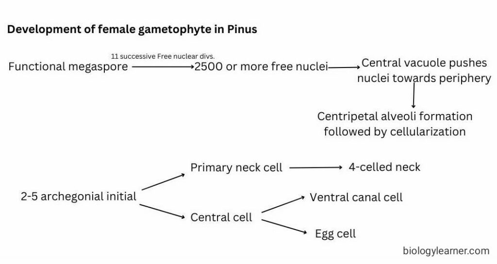 Different stages in development of female gametophyte in Pinus in word diagram