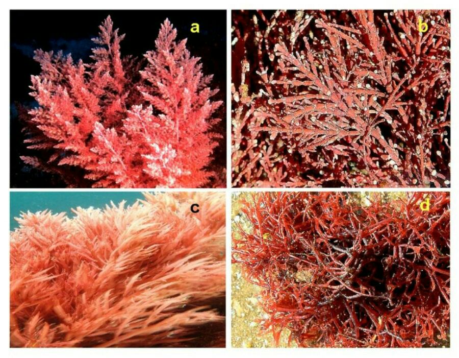 Rhodophyta (Red Algae): An Overview