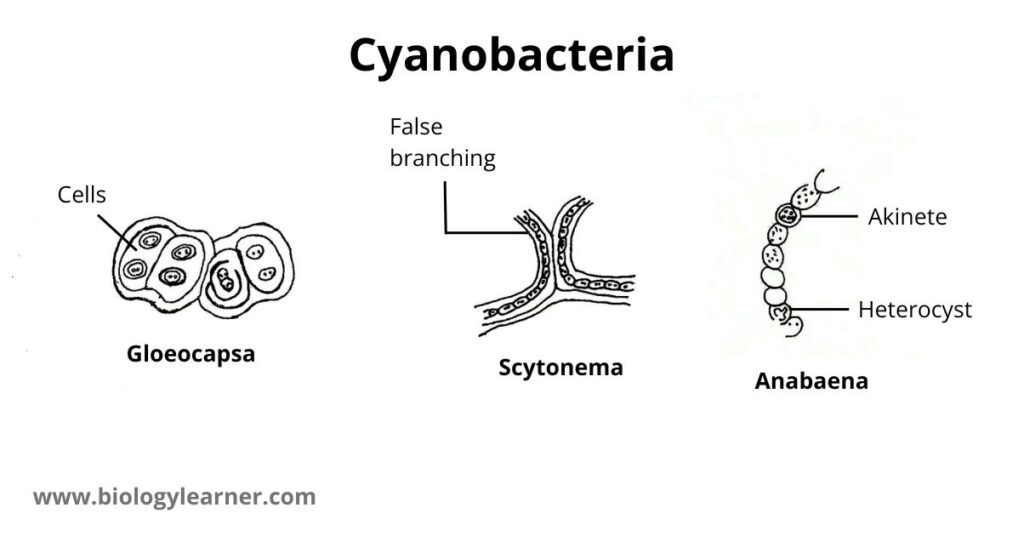 Cyanobacteria diagram