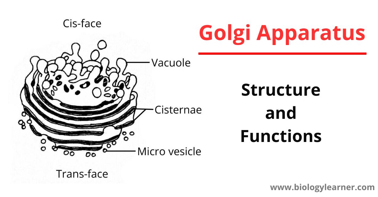 Golgi apparatus or Golgi body