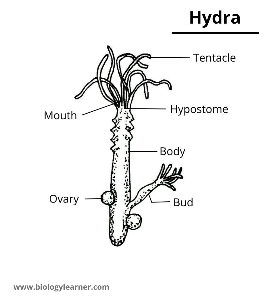 Hydra diagram