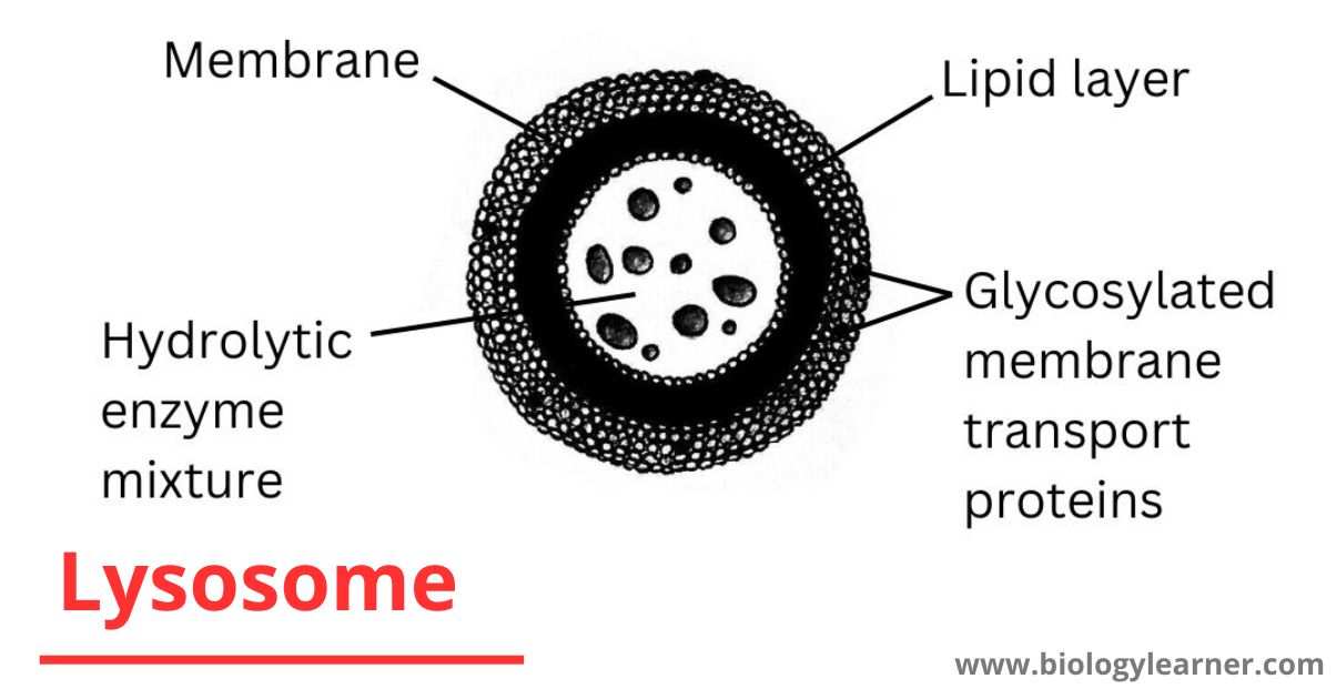 Lysosome diagram