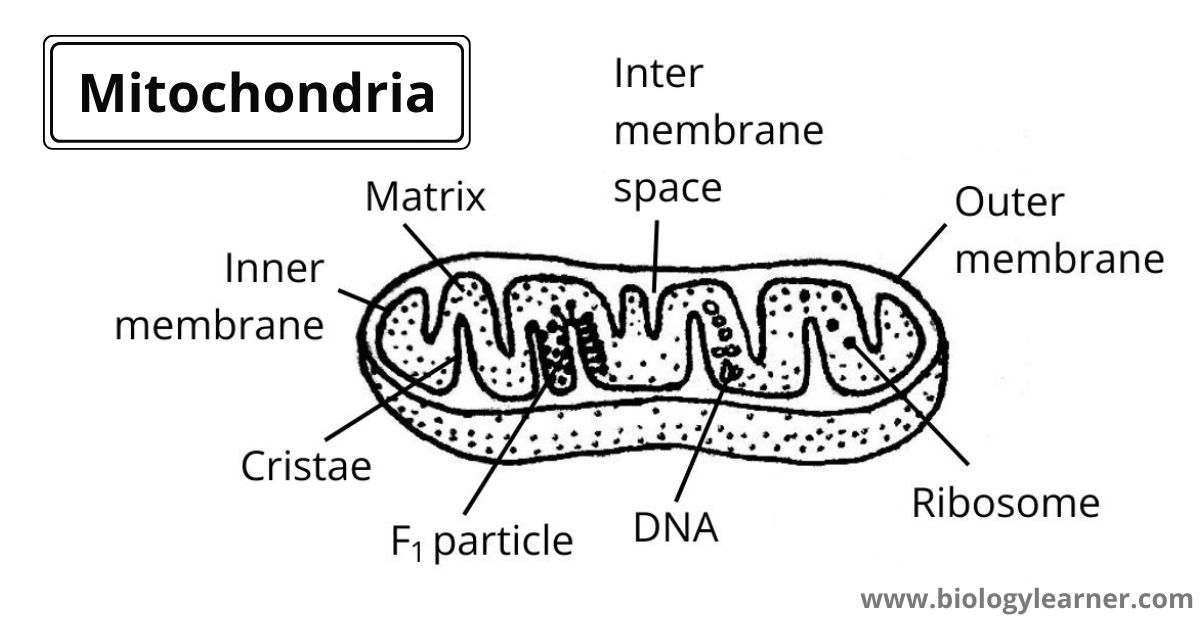 Mitochondria diagram