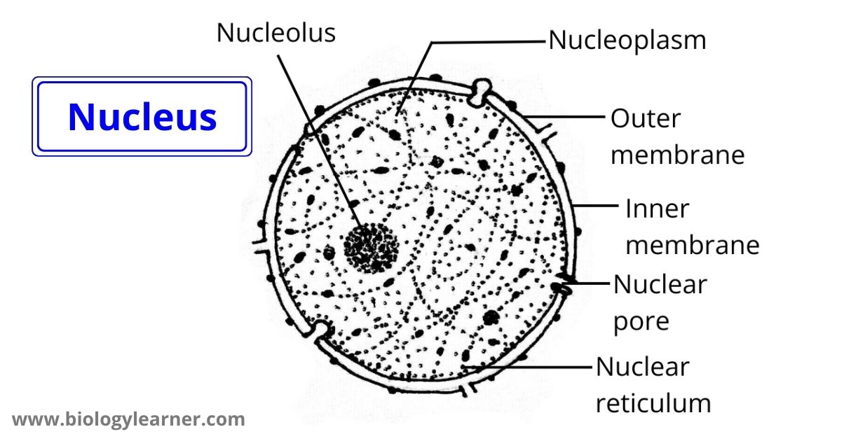 Nucleus diagram
