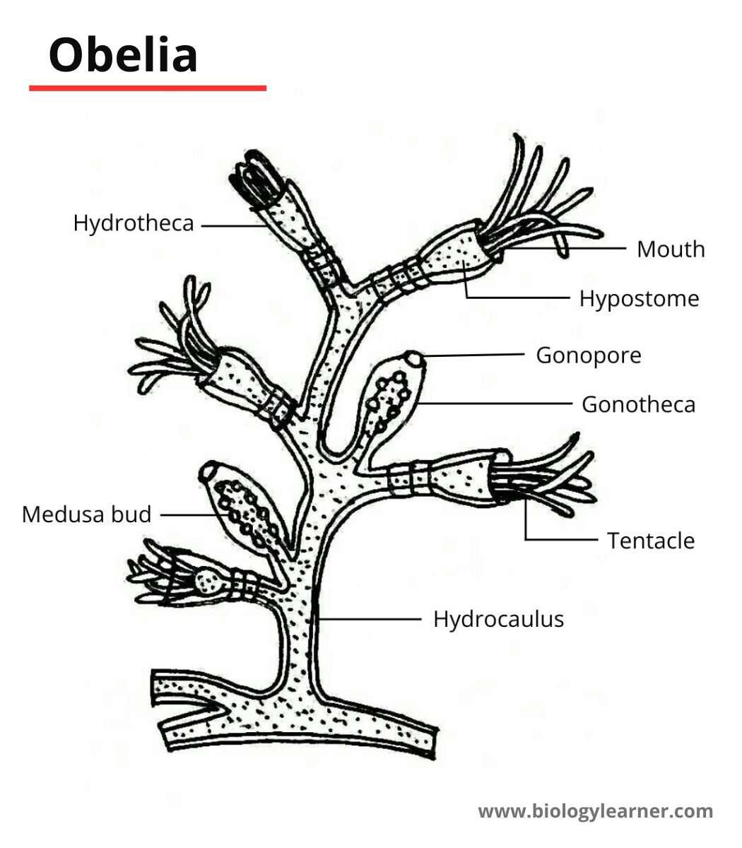 Obelia diagram
