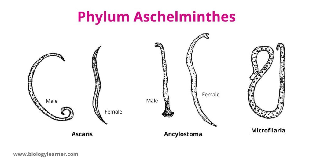 Phylum Aschelminthes