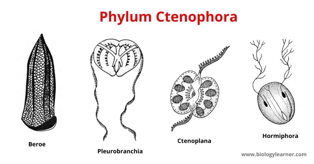 ctenophora-definition-characteristics-examples