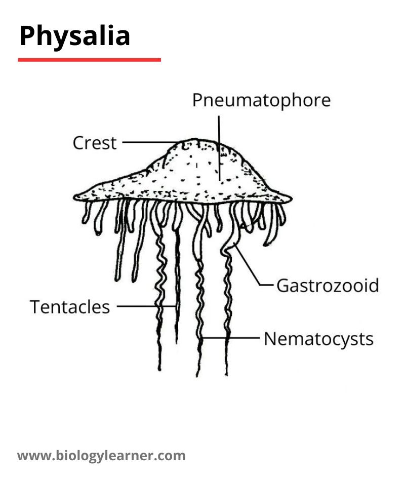Physalia diagram