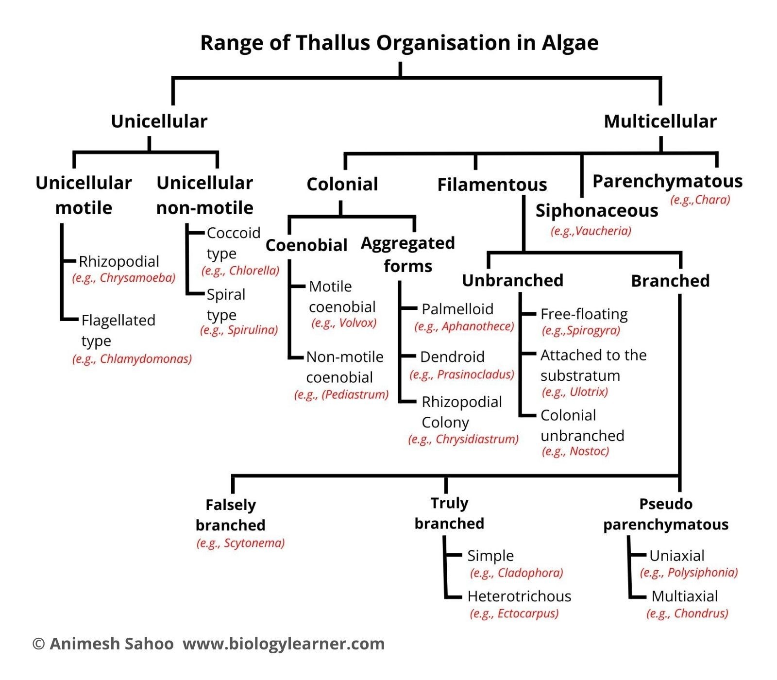 Range of Thallus Organisation in Algae