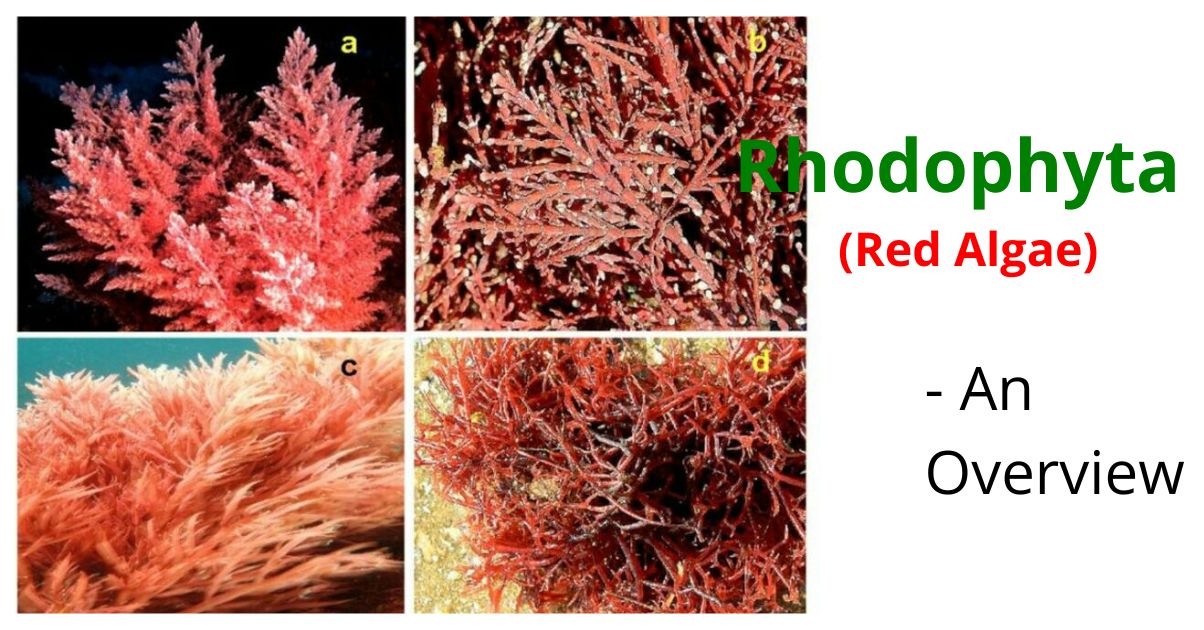 Rhodophyta red algae