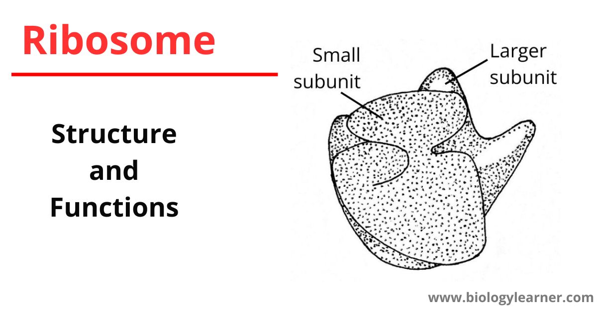 Ribosome structure and functions
