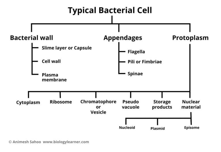 Structure and Function of a Typical Bacterial Cell with Diagram